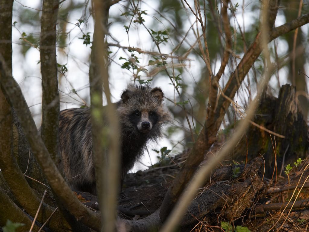 Resultado de imagem para raccoon dog in tree
