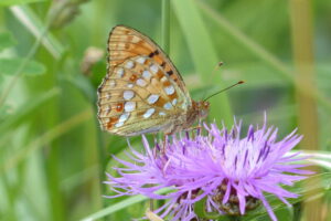 Butterfly watching tours in Estonia