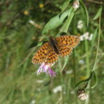 Weaver's fritillary - Clossiana dia, Foto: Anu Tiitsaar