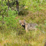 Estonian wolf. Foto: Ott Maasikas