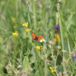 Estonian butterflies