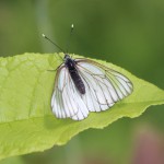Estonian butterflies
