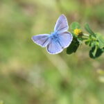 Butterflies in Estonia