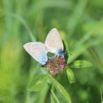 Butterflies in Estonia