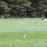 Estonian nature and wildlife