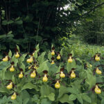 Lady's-slipper orchid Cypripedium calceolus