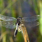 Lilypad Whiteface (Leucorrhinia caudalis)