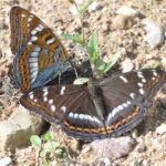 Poplar Admiral, Limenitis populi. Foto: Anu Tiitsaar