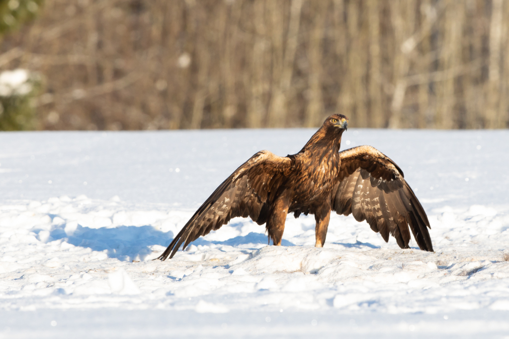 Golden Eagles in Estonia