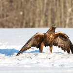 Golden Eagles in Estonia