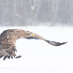 White tailed Eagles in Estonia