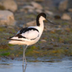 avocet.Foto:TõnuLing