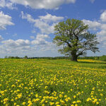 Estonian Nature