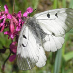 Foto:Anu Tiitsaar, Clouded Apollo Parnassius mnenosyne