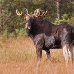 Elk/Moose.Foto:TõnuLing