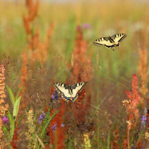 Foto:RemoSavisaar.Swallowtail