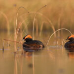 Grebe.Foto:TõnuLing