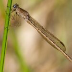 Siberian Winter Damsel (Sympecma paedisca)