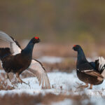 Grouse.Foto:TõnuLing