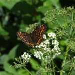 The Scarce Fritillary, Euphydryas maturna