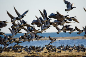 Birdwatching Tour