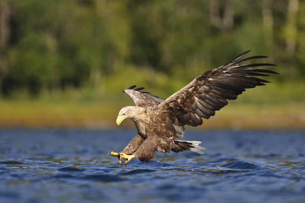 Image result for white tailed eagle