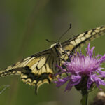 swallowtail