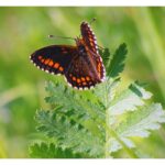 Butterfly watching tours in Estonia