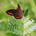 Butterfly watching tours in Estonia