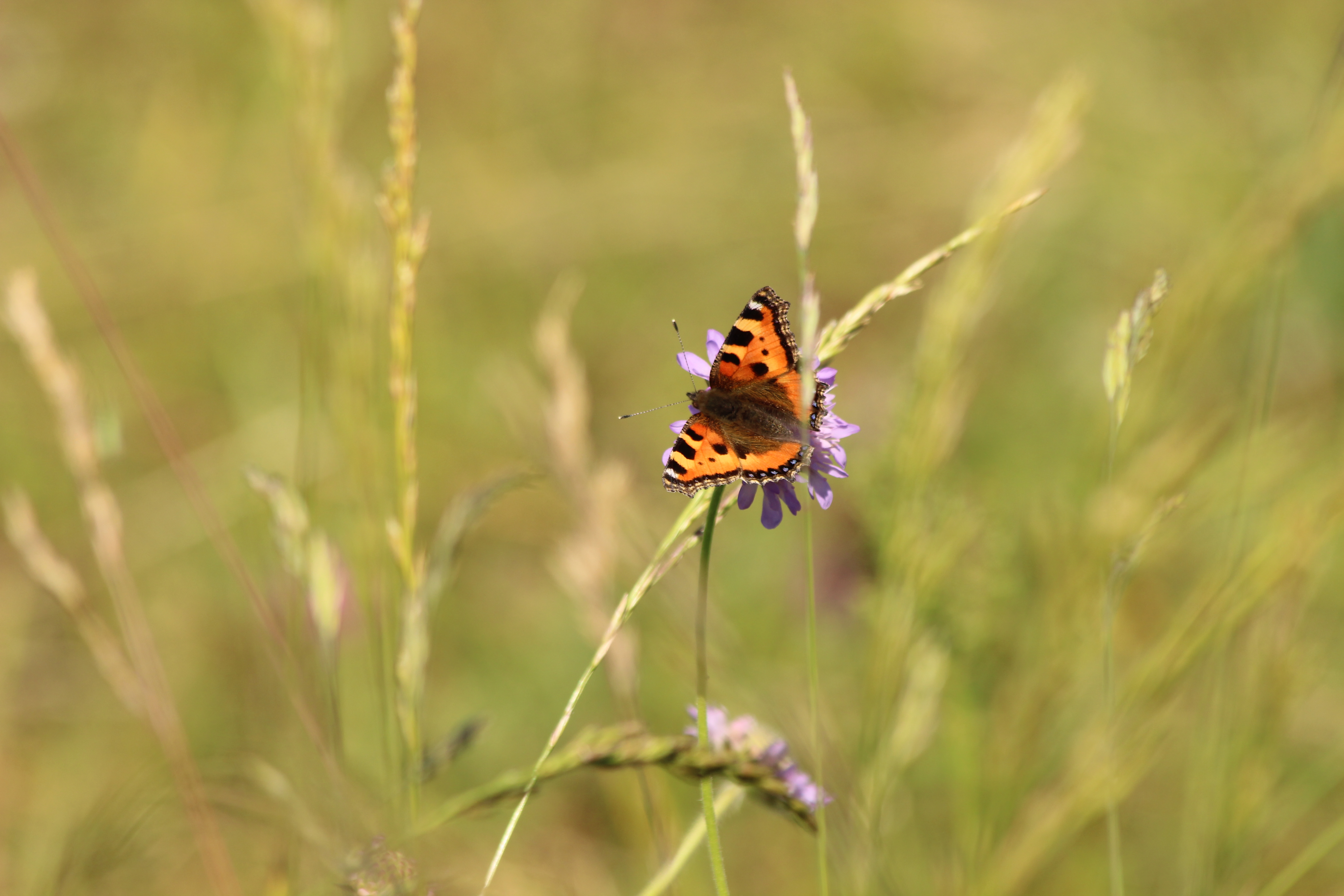 Butterfly Photography in Estonia