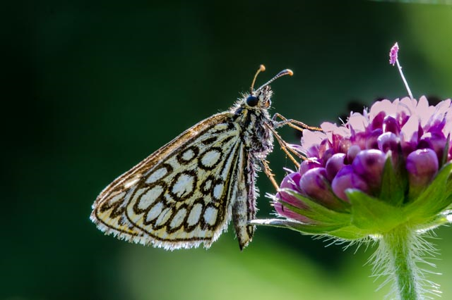 Butterfly photography in Estonia