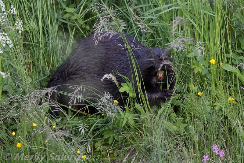 Beaver In Estonia