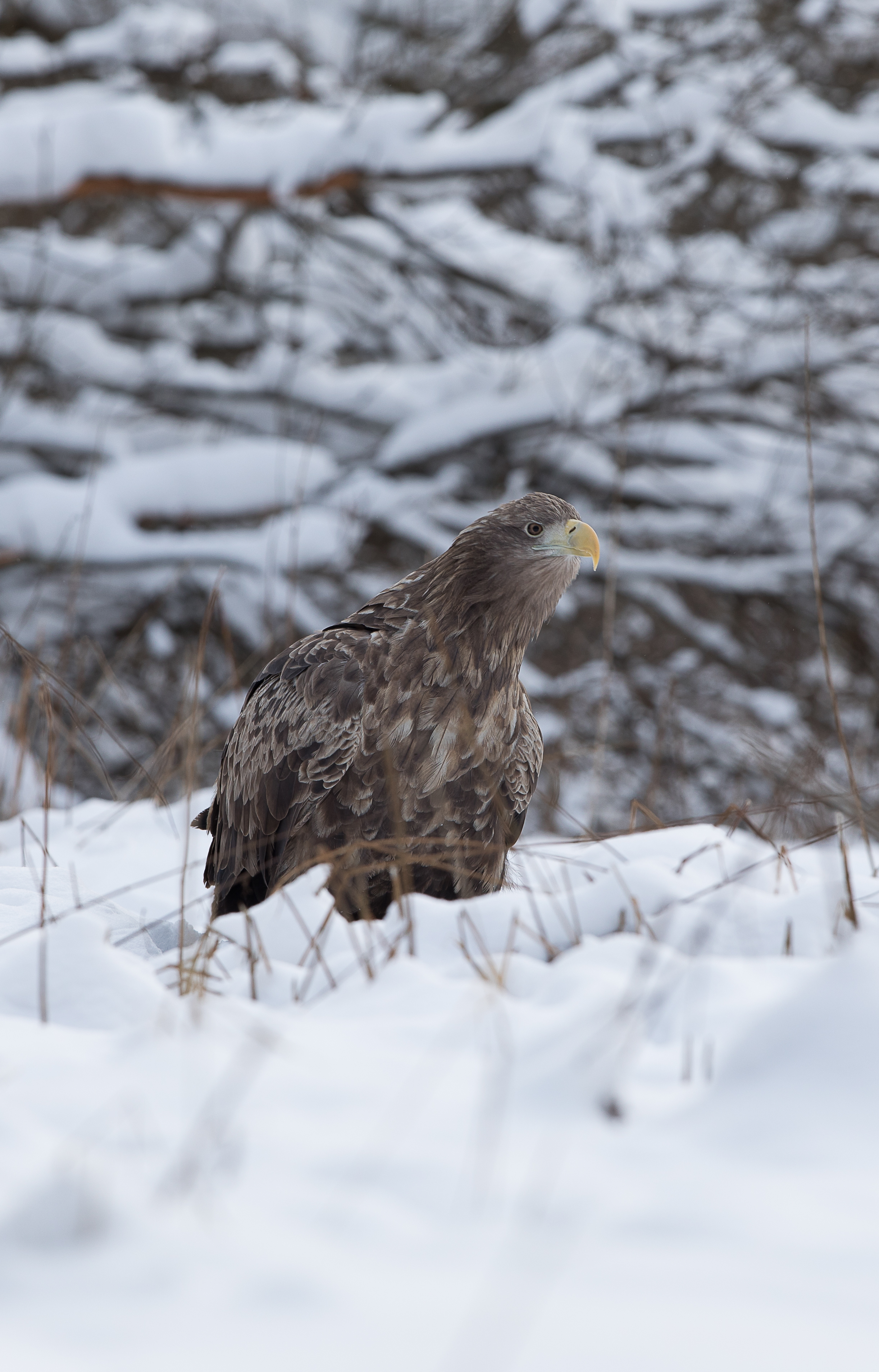 White-tailed Eagle Photography in Estonia 