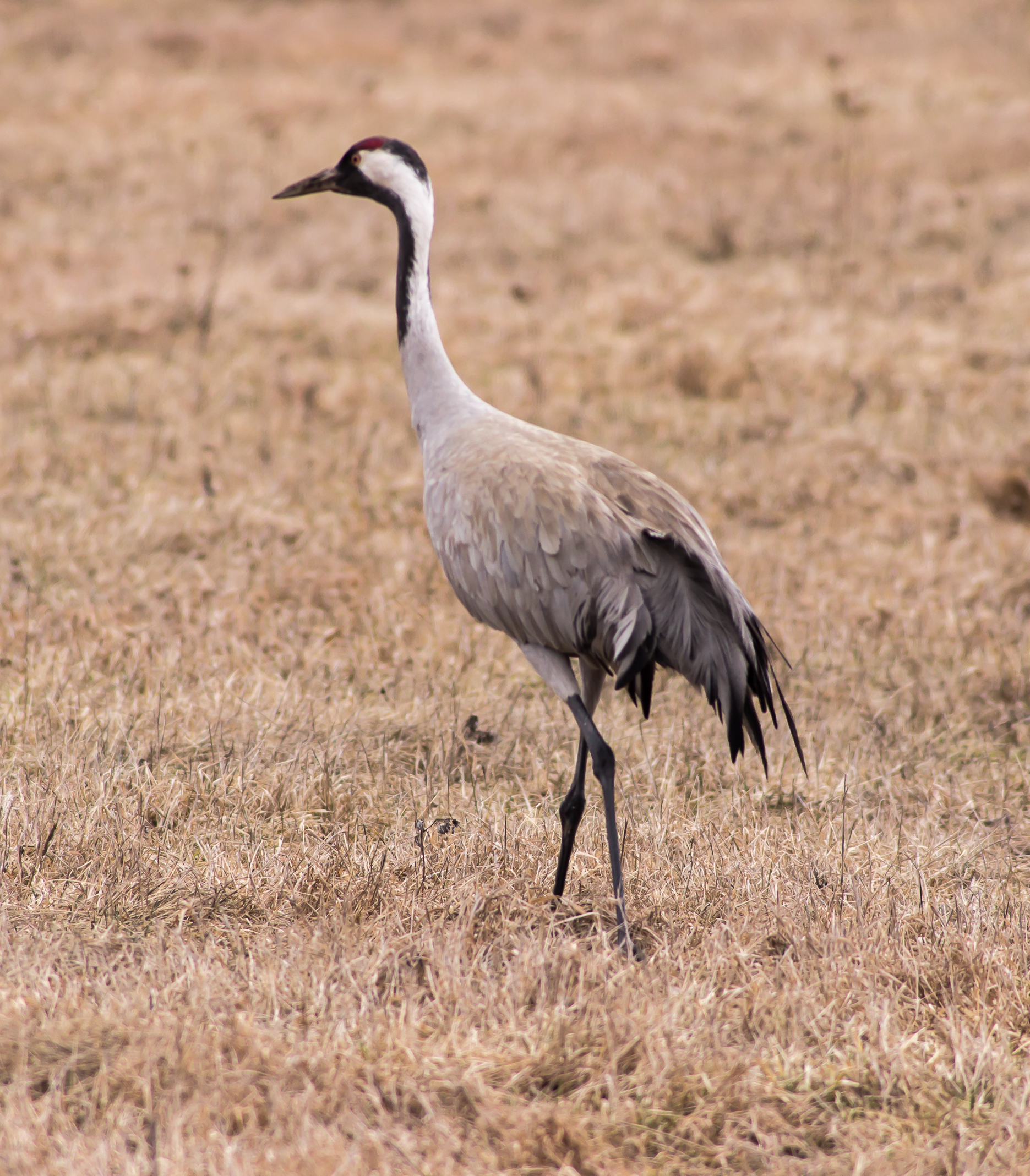 Common Crane bird watching in Estonia