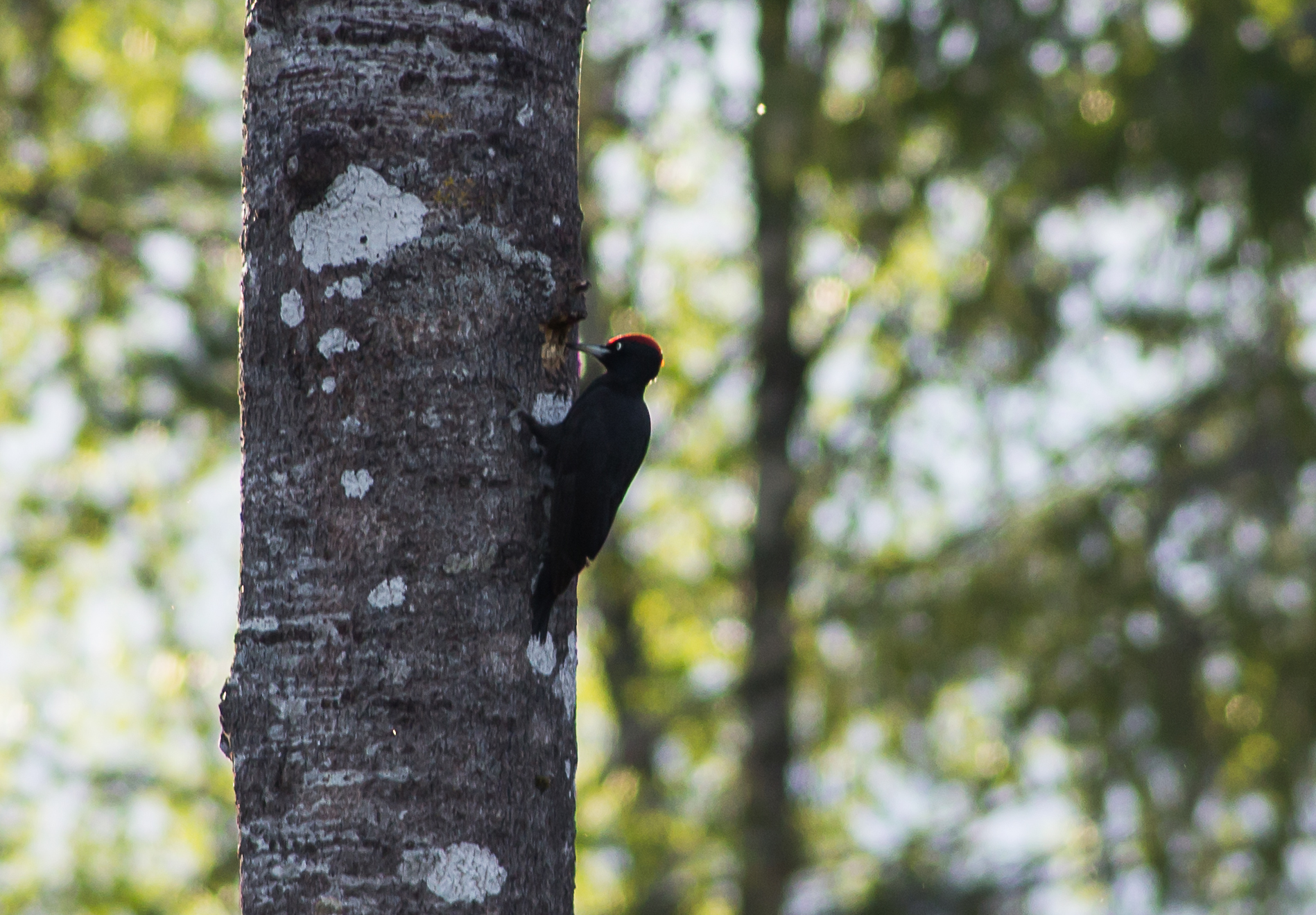 Black Woodpecker bird watching in Estonia