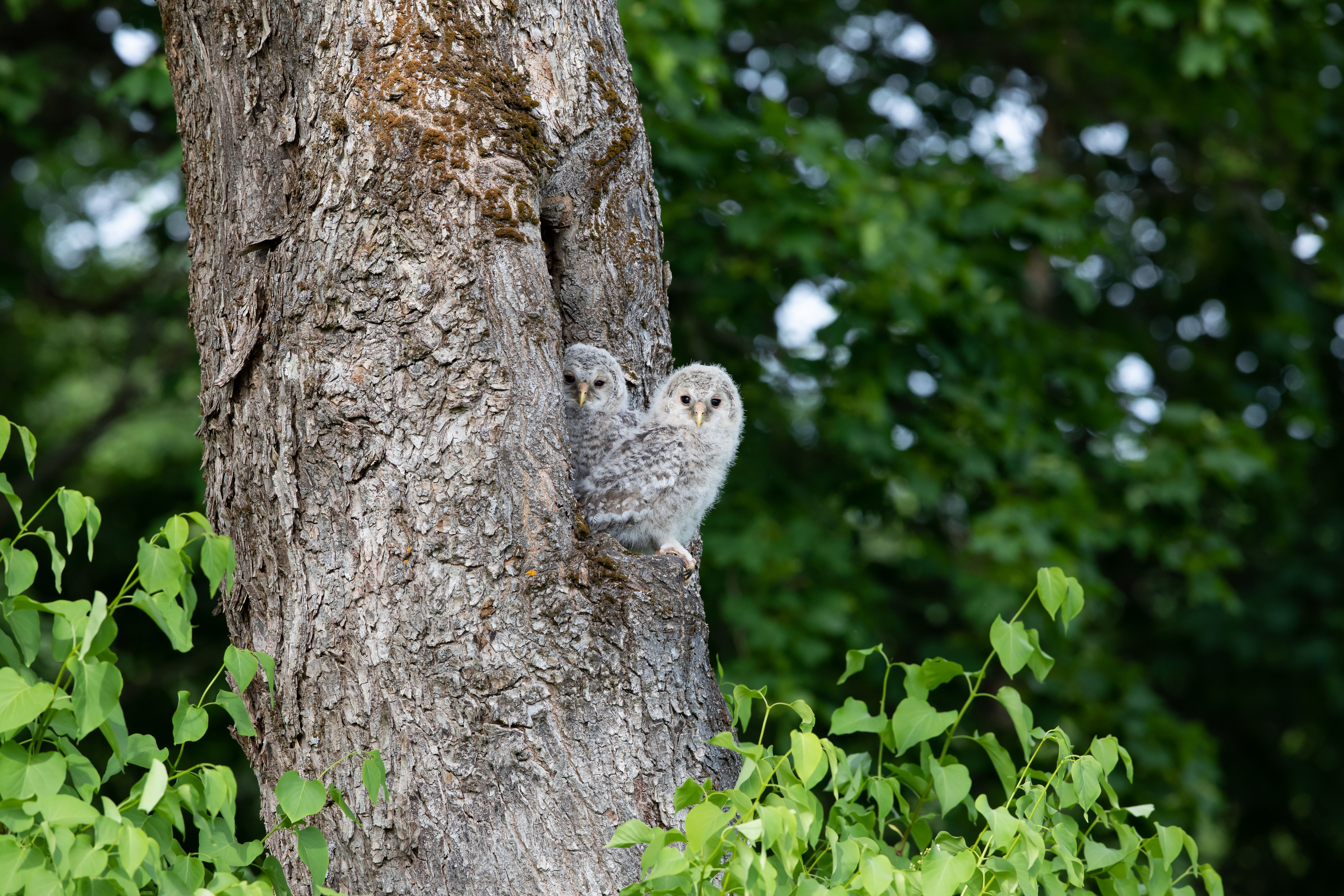 Bird Watching In Estonia-Ural Owl