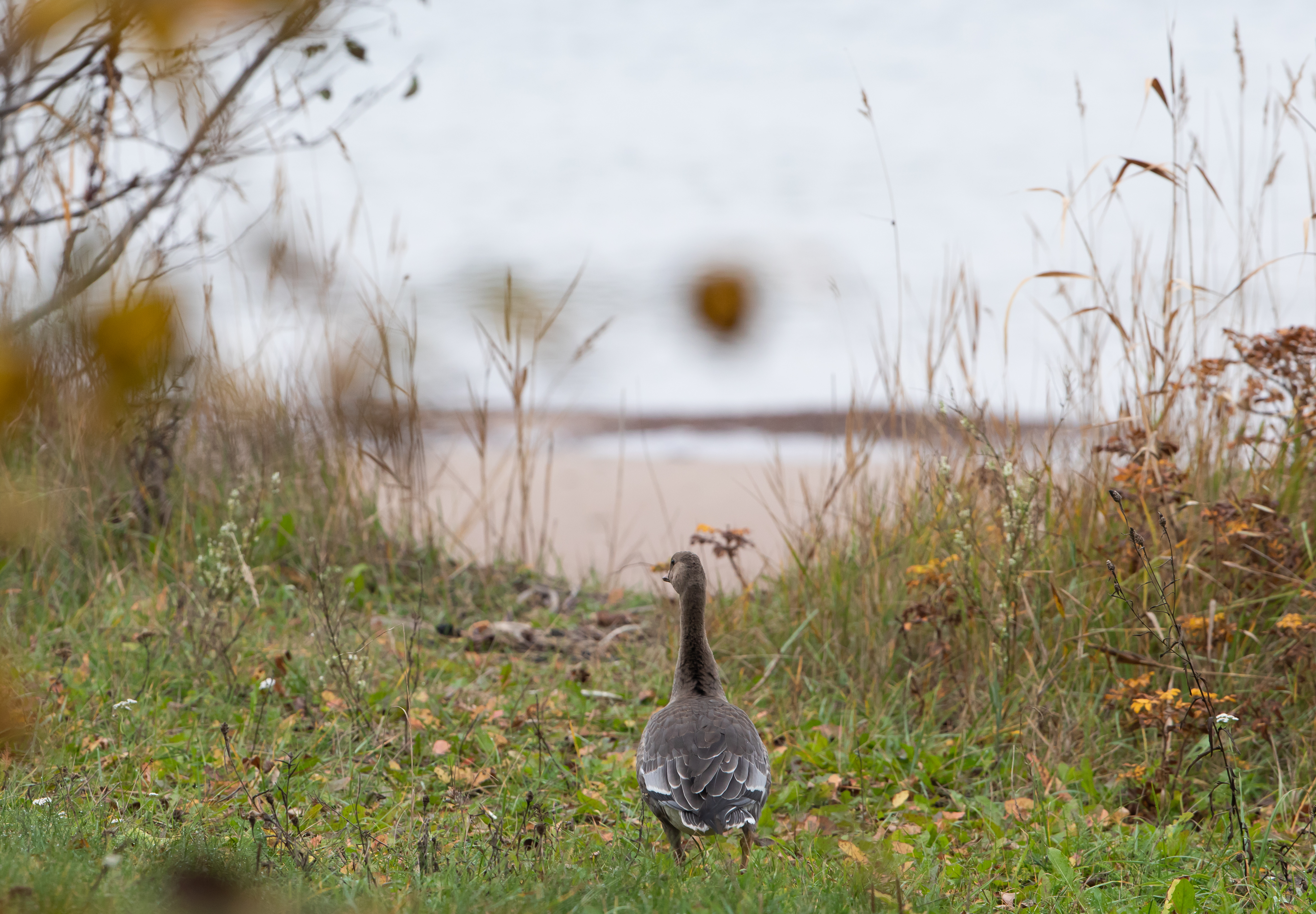 Bean Goose bird watching in Estonia