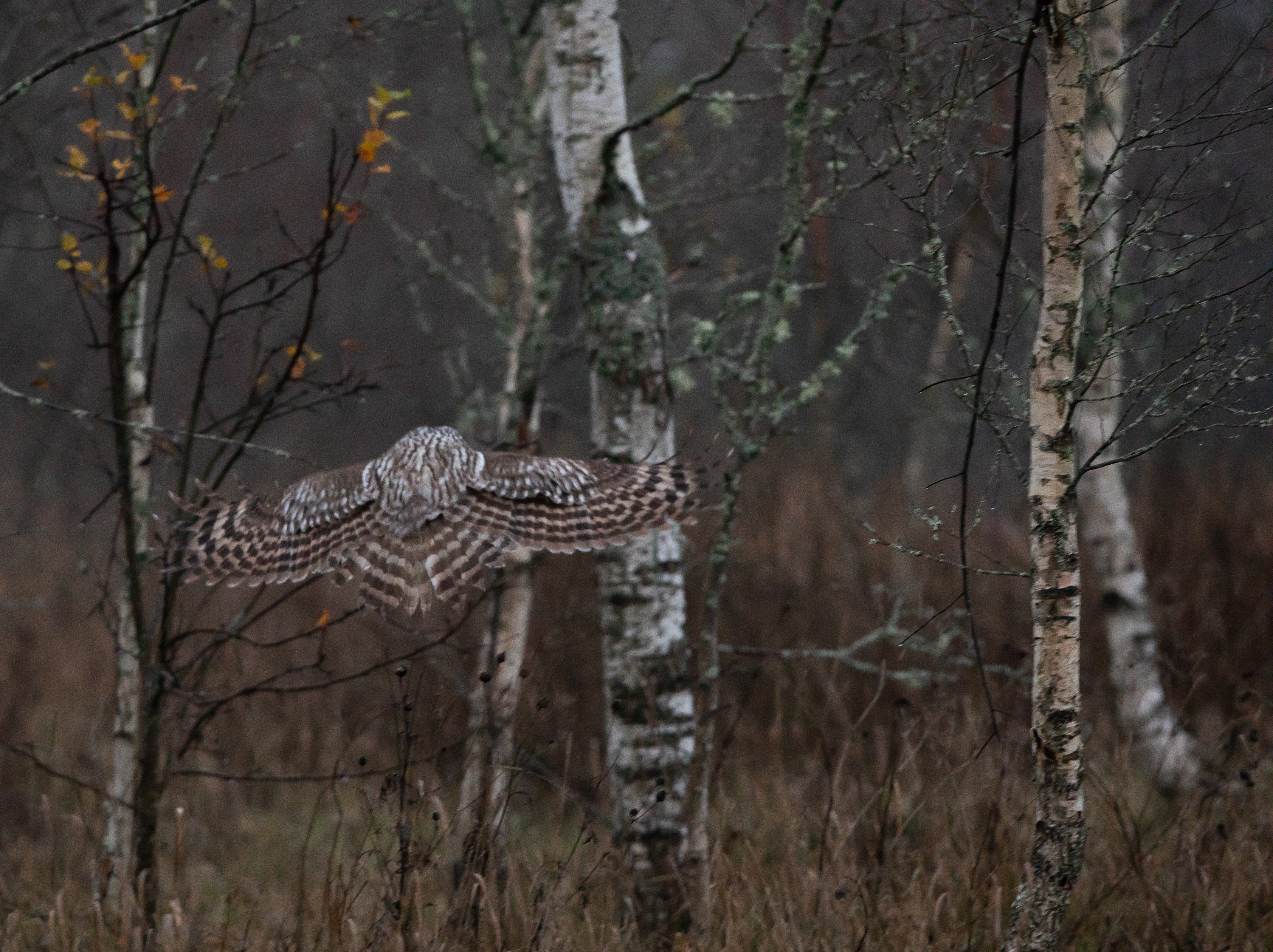 Bird Watching In Estonia-Ural Owl