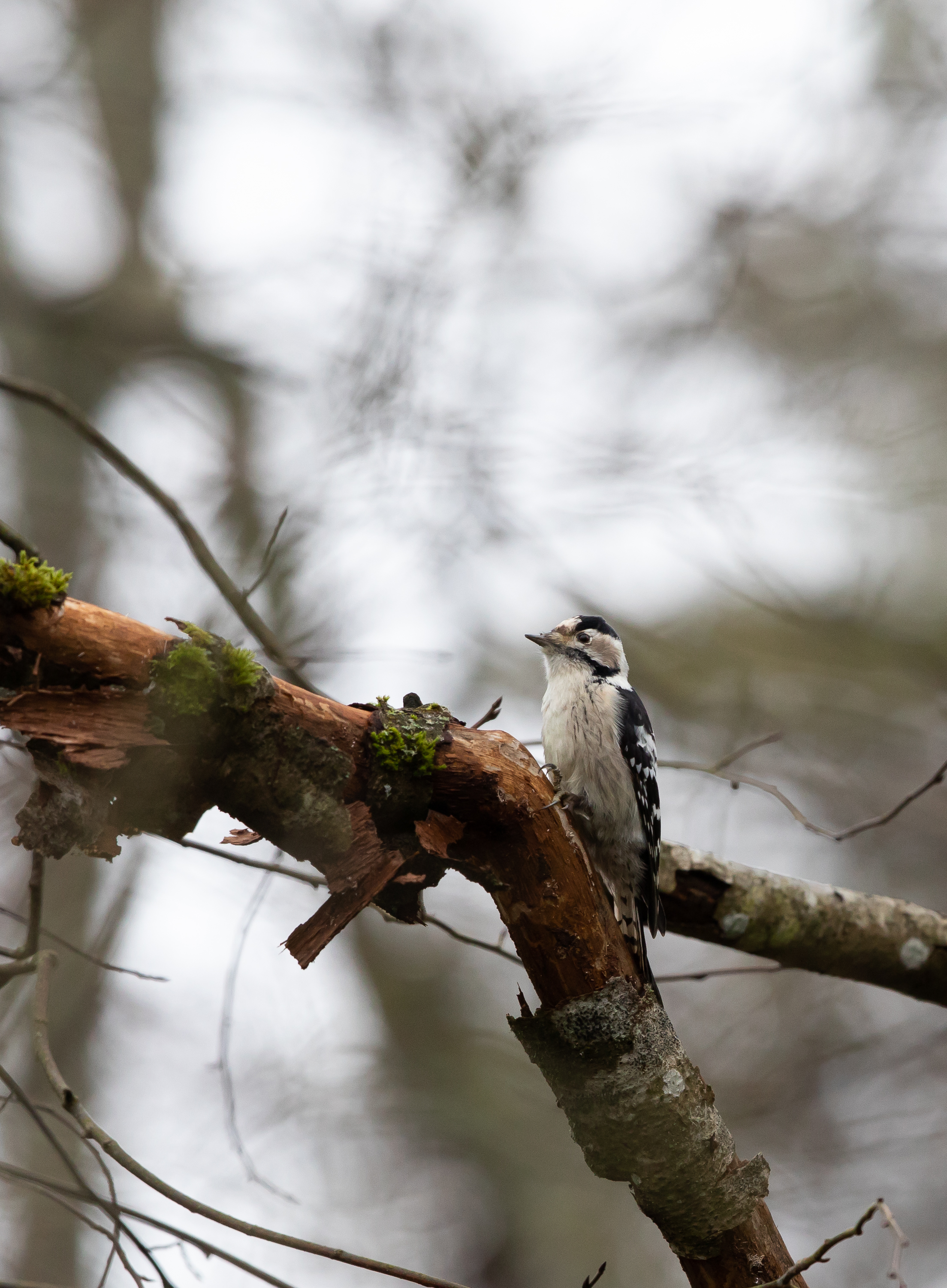 Lesser spotted woodpecker bird watching in Estonia 
