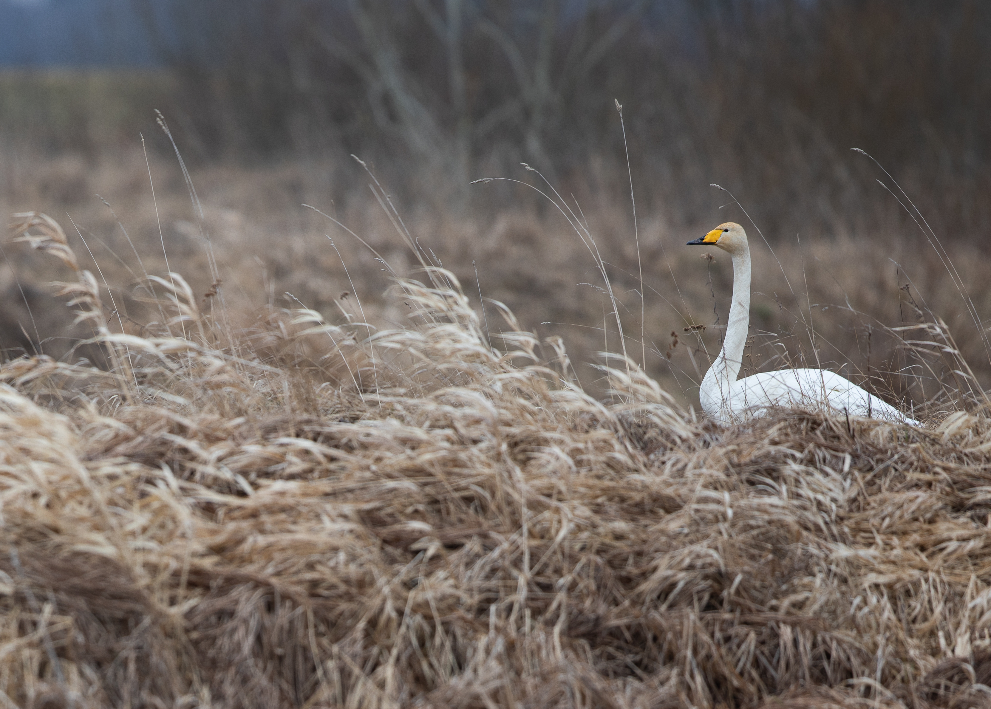 Whooper Swan bird watching in Estonia