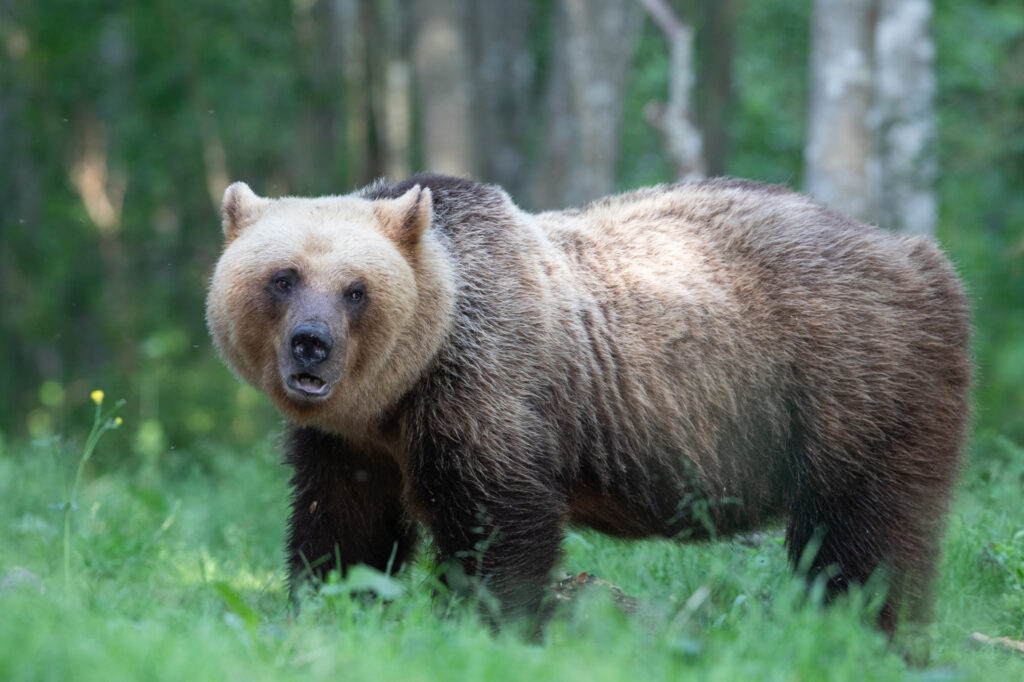 Bear watching in Estonia