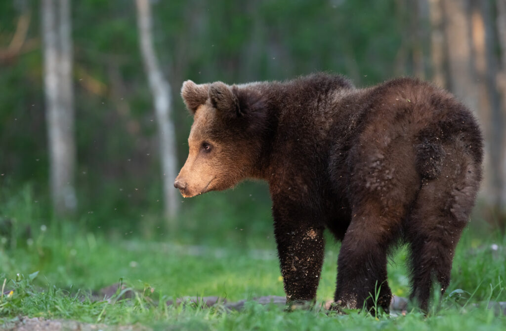 Bear watching in Estonia NW5A8516