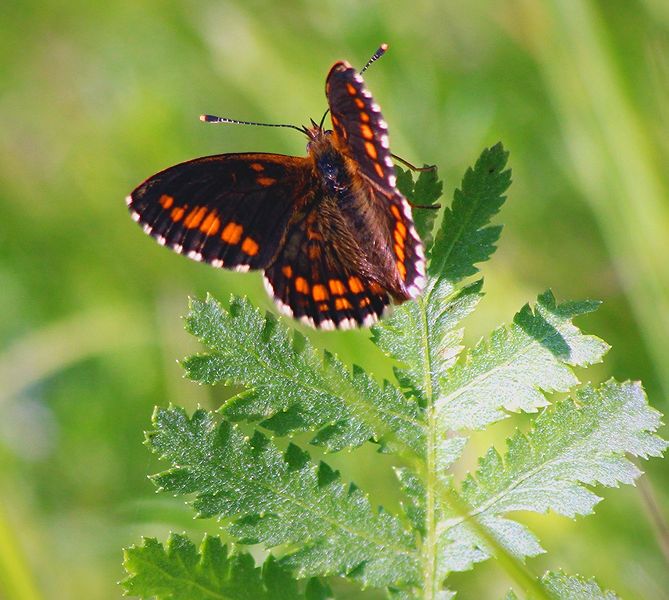 Butterfly watching tours in Estonia