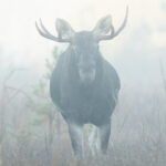 moose in Estonia